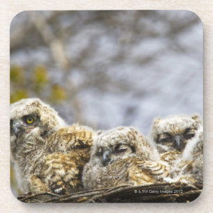 Dessous-de-verre Quatre grands poussins de hibou à cornes (Bubo