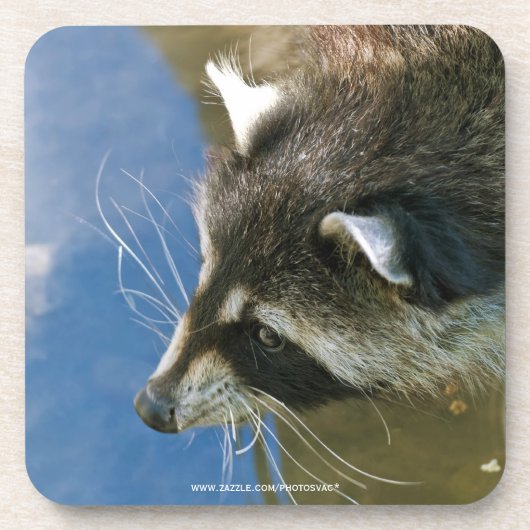 Dessous-de-verre Raccoon (Devant)