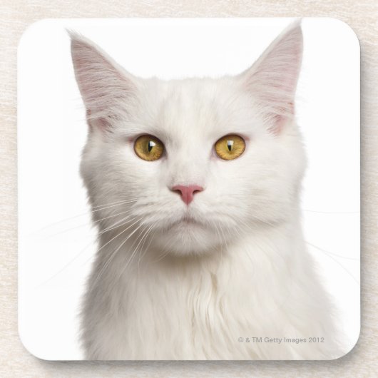 Dessous-de-verre Ragondin du Maine (8 mois) 2 (Devant)