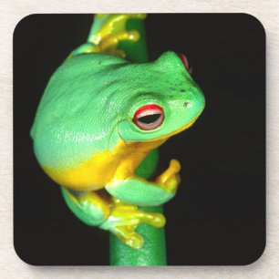 Dessous-de-verre Rainette à yeux rouges d'Australie, Litoria chlori