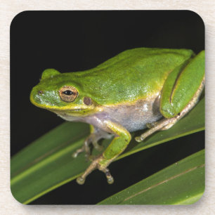Dessous-de-verre Rainette verte (Hyla cinerea) 2