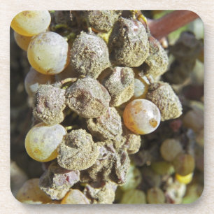 Dessous-de-verre Raisins de Semillon avec pourriture noble. au mome