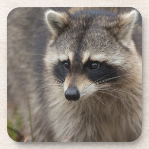 Dessous-de-verre Raton laveur, Procyon lotor, Floride