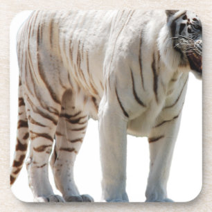 Dessous-de-verre Rayures de chat tigre personnalisent les Anniversa