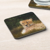 Dessous-de-verre Recenser Cheetah au Fossil Rim Wildlife Centre (Côté gauche)