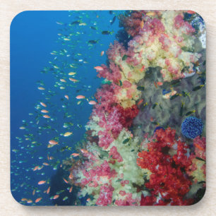 Dessous-de-verre Récif de corail sous-marin, Indonésie