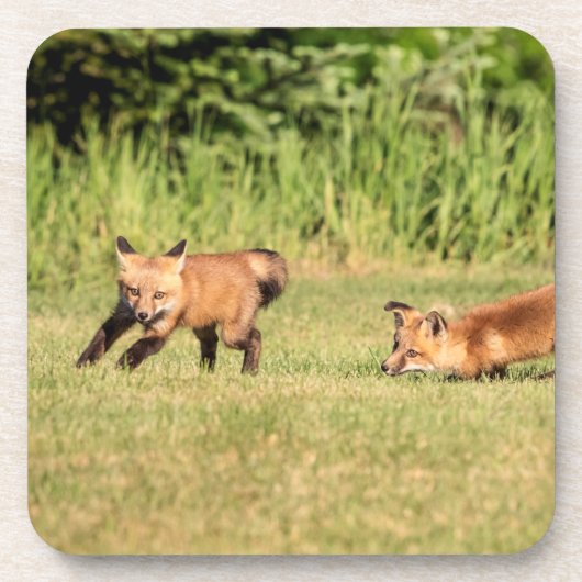 Dessous-de-verre Red Fox Kits Jouer (Devant)