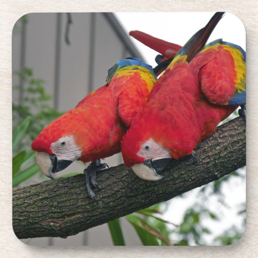 Dessous-de-verre Red Macaws 2.JPG (Devant)