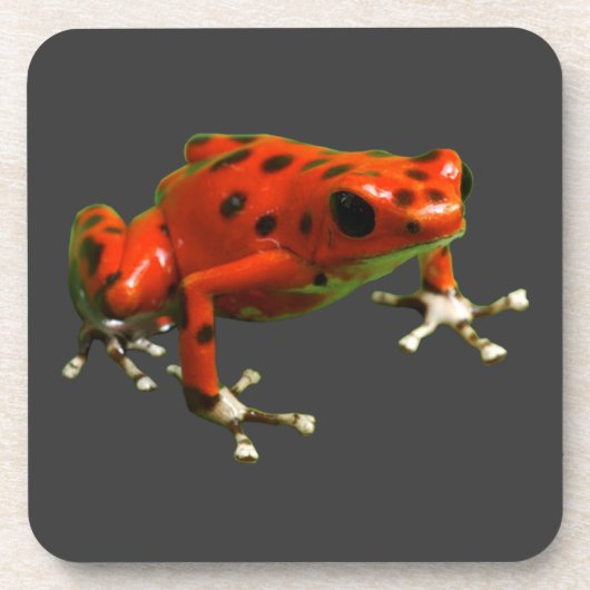 Dessous-de-verre Red Poison Dart Frog (Devant)