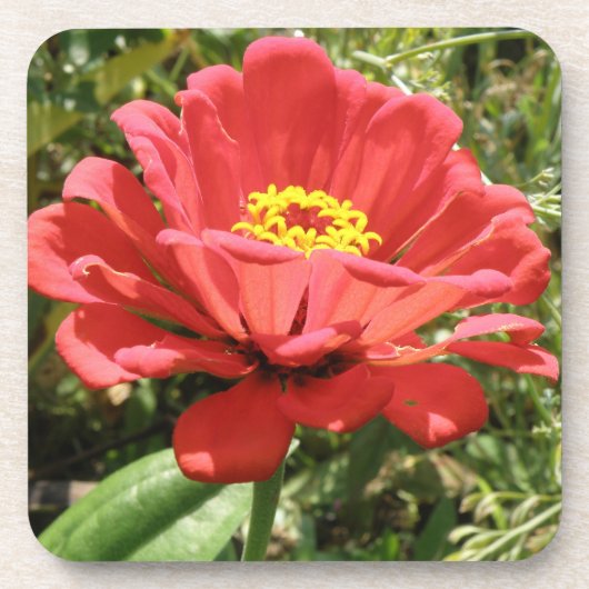 Dessous de verre Red Zinnia Cork (Devant)