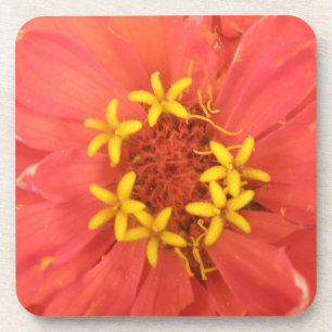 Dessous de verre Red Zinnia Macro Cork