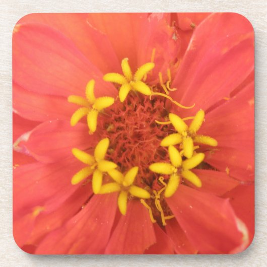 Dessous de verre Red Zinnia Macro Cork (Devant)