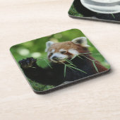 Dessous-de-verre RedPanda 002 (Côté gauche)