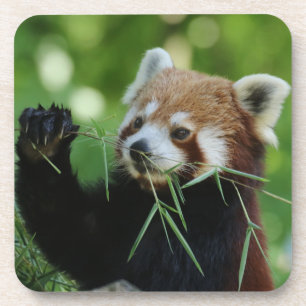 Dessous-de-verre RedPanda 002