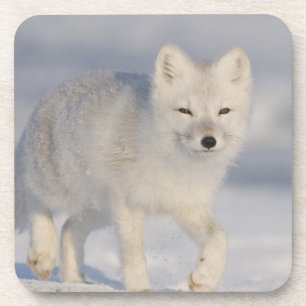 Dessous-de-verre Renard arctique, Alaska