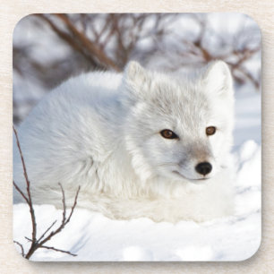 Dessous-de-verre Renard arctique en hiver