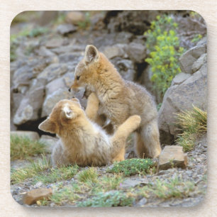 Dessous-de-verre Renard gris d'Amérique du Sud (Lycalopex griseus)