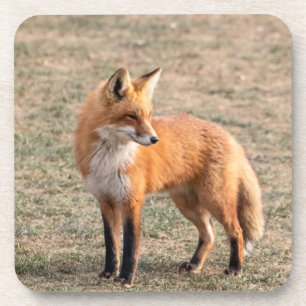 Dessous-de-verre Renard rouge dans un champ