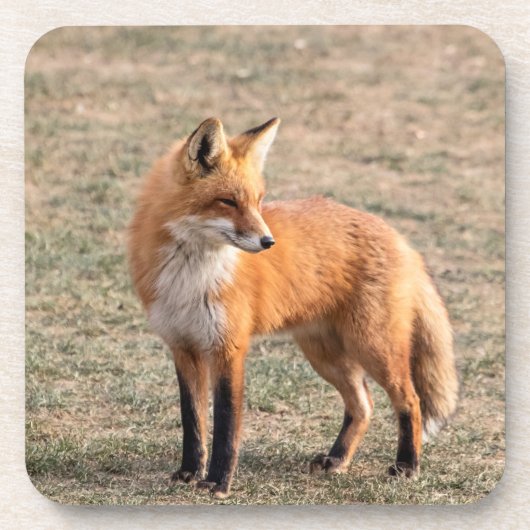 Dessous-de-verre Renard rouge dans un champ (Devant)