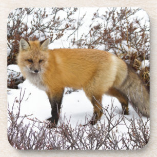 Dessous-de-verre Renard roux dans la neige en hiver