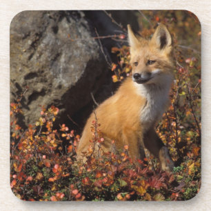 Dessous-de-verre renard roux, Vulpes vulpes
