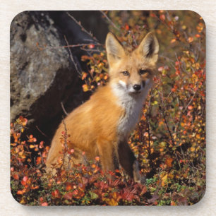 Dessous-de-verre renard roux, Vulpes vulpes, en couleurs d'automne 