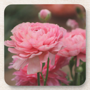 Dessous-de-verre Renoncule rose paon en gros plan