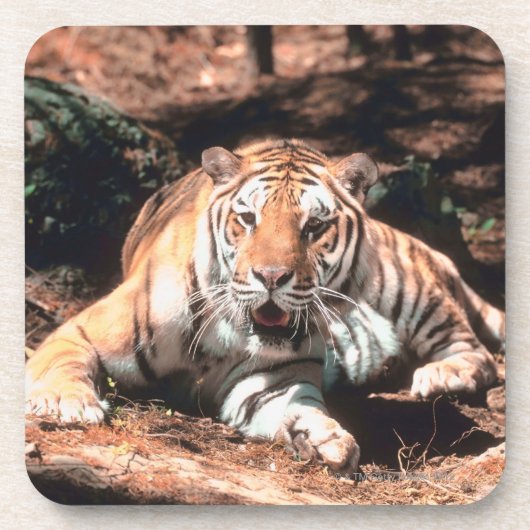 Dessous-de-verre Repos de tigre (Devant)