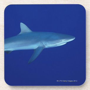 Dessous-de-verre Requin