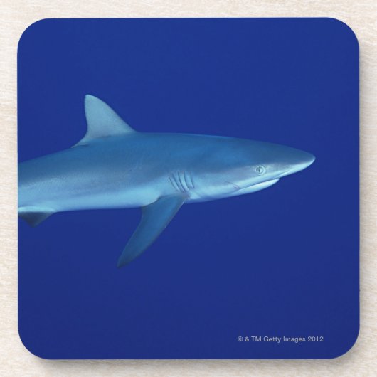 Dessous-de-verre Requin (Devant)