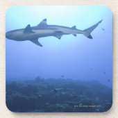 Dessous-de-verre Requin dans l'océan, vue d'angle faible (Devant)