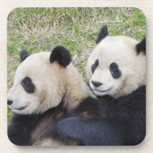 Dessous-de-verre Réserve de Wolong, Chine, Panda géant faisant un c
