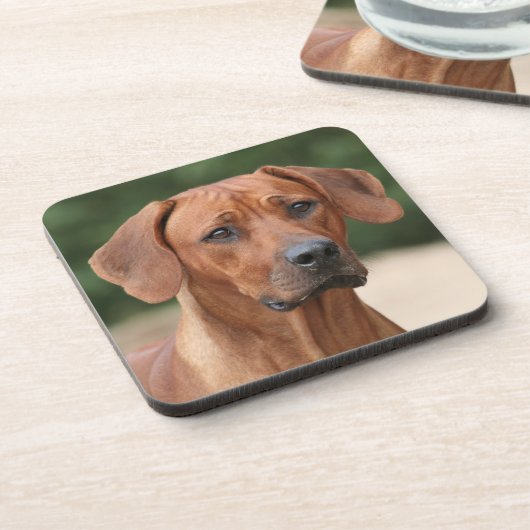 Dessous-de-verre Résidence Rhodesian Ridgeback (Côté gauche)