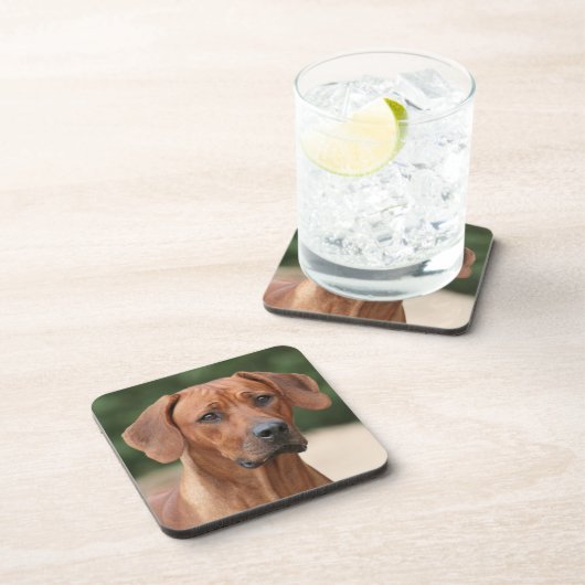 Dessous-de-verre Résidence Rhodesian Ridgeback (Côté Droit)