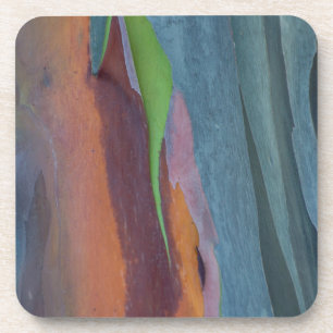 Dessous-de-verre Résumé de l'arbre à gomme arc-en-ciel