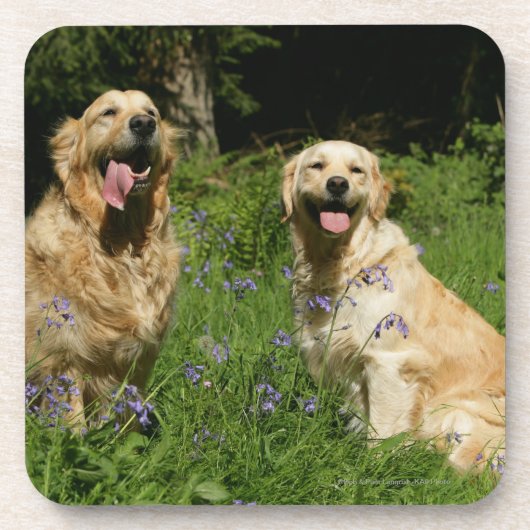 Dessous-de-verre Retreivers d'or dans l'herbe (Devant)