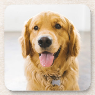Dessous-de-verre Retriever d'or souriant