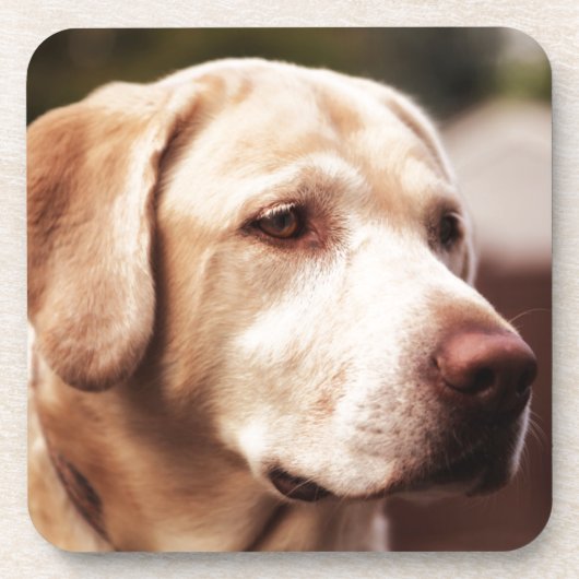 Dessous-de-verre Retriever du Labrador (Devant)