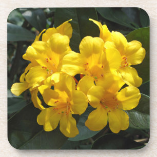 Dessous-de-verre Rhododendron jaune