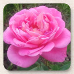 Dessous-de-verre Romantic Pink Rose 'Leonardo Da Vinci'<br><div class="desc">Pink Rose 'Leonardo Da Vinci'. Rosa floribunda,  romantic pink rose with large clusters of flowers.</div>