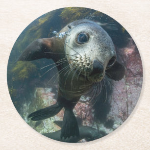 Dessous-de-verre Rond En Papier Animaux de bébés cutest   Phoque sous-marin Cape F