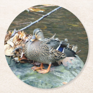 Dessous-de-verre Rond En Papier Canard colvert sur Dessous de verre en papier Moss