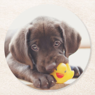 Dessous-de-verre Rond En Papier Chocolat Labrador Puppy With Toy Duck