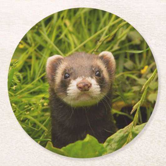 Dessous-de-verre Rond En Papier Ferret Brown mignon dans l'herbe photo (Devant)