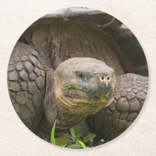 Dessous-de-verre Rond En Papier Giant turtle