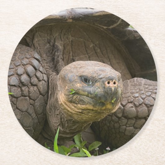 Dessous-de-verre Rond En Papier Giant turtle (Devant)