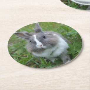Dessous-de-verre Rond En Papier Lapin lapin