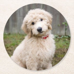 Dessous-de-verre Rond En Papier Le Chiot De Goldendoodle S'Assis Dans L'Herbe