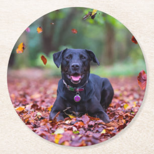 Dessous-de-verre Rond En Papier Le Labrador Noir Dans Les Feuilles D'Automne
