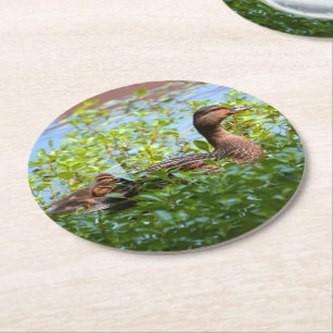 Dessous-de-verre Rond En Papier Mallard et canettes-Natation par Shirley Taylor